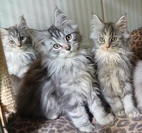 Cuccioli di Maine Coon