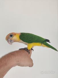Caicco testa arancio maschio