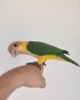 Caicco testa arancio maschio