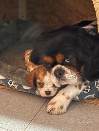 Cavalier king maschio di 2 mesi