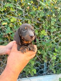 Cuccioli di bassotto cioccolato