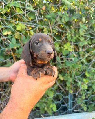 Cuccioli di bassotto cioccolato