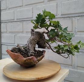 Bonsai quercia roverella