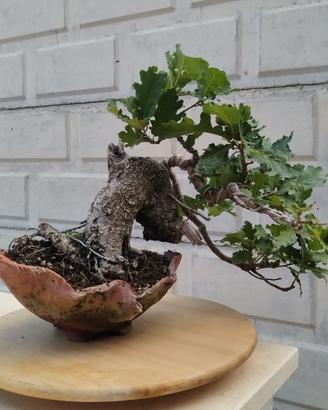 Bonsai quercia roverella