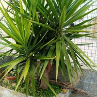Pianta di yucca