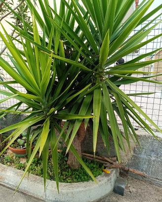 Pianta di yucca