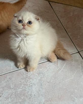 Scottish fold