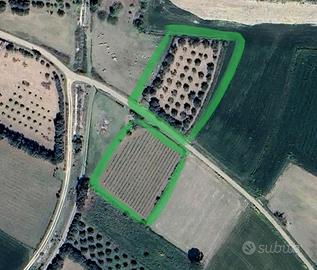 Terreni agricoli produttivi con vigneto e ulivi