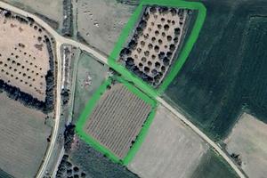 Terreni agricoli produttivi con vigneto e ulivi