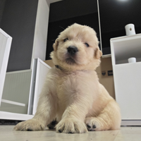 Golden retriver linea americana