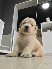 Golden retriver linea americana