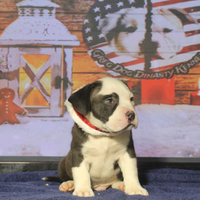 Maschio American Bully Bulldog