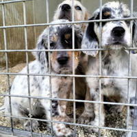 Cuccioli setter inglese