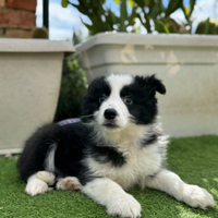 Border collie