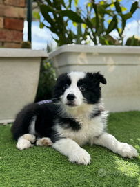 Border collie