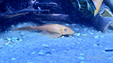 Plecostomus