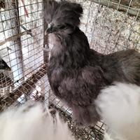 Galline moroseta