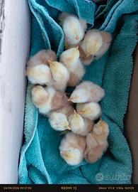 Coicincina nana millefiori