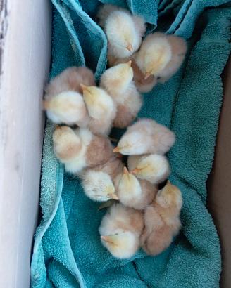 Coicincina nana millefiori