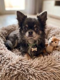 Chihuahua maschio