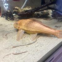 Plecostomus pesce pulitore 16-17 cm