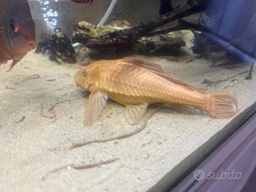 Plecostomus pesce pulitore 16-17 cm