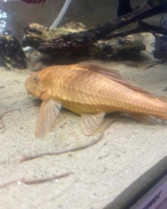 Plecostomus pesce pulitore 16-17 cm