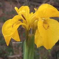 Iris giallo per laghetto Pseudacorus