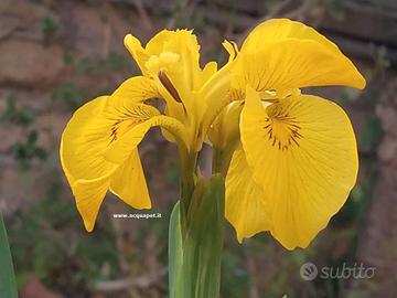 Iris giallo per laghetto Pseudacorus