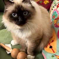 Gatto Birmano maschio sterilizzato