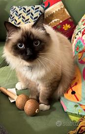 Gatto Birmano maschio sterilizzato