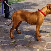 American Pitbull