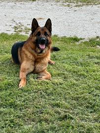 Cucciolone