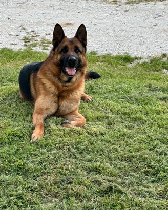 Cucciolone