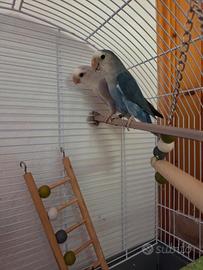 Inseparabilii