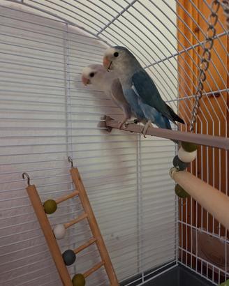 Inseparabilii