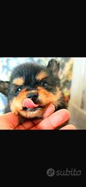 Volpini spitz