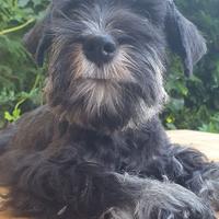 Schnauzer Nano Nero e Argento