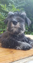 Schnauzer Nano Nero e Argento
