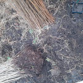 Piantine di nocciolo