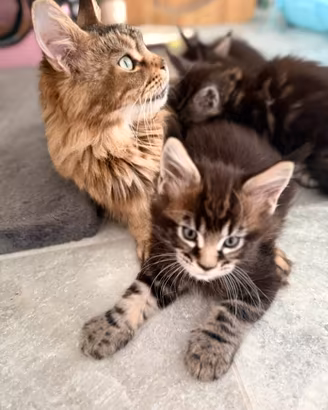 Main coon cuccioli