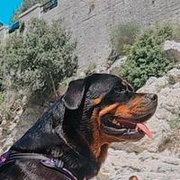 Cuccioli rottweiler