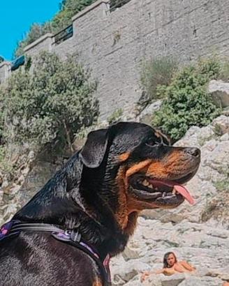 Cuccioli rottweiler
