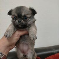 Chihuahua femminucce