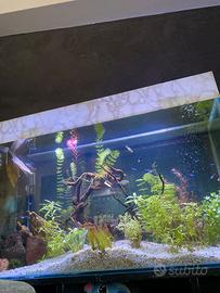 Acquario 250 lt su misura