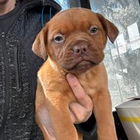 Cuccioli Dogue de Bordeaux