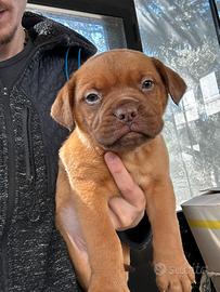 Cuccioli Dogue de Bordeaux