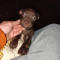 Cuccioli Pitbull UKC