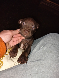 Cuccioli Pitbull UKC