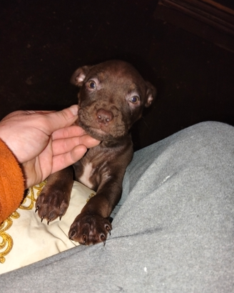 Cuccioli Pitbull UKC